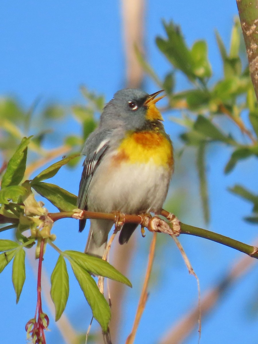 Northern Parula - Mark D. Read