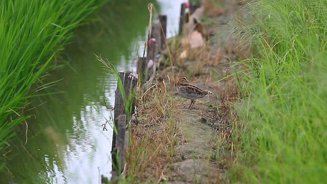 Gallinago sp. - ML568219641