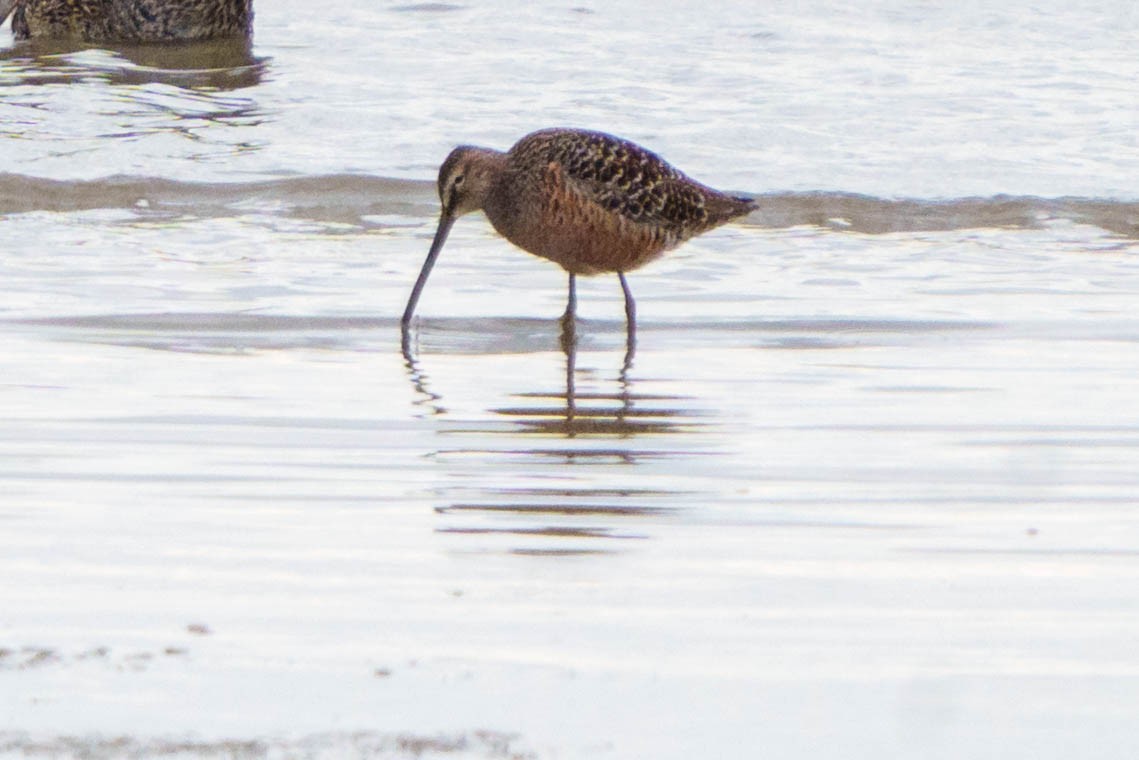 Long-billed Dowitcher - ML568220211