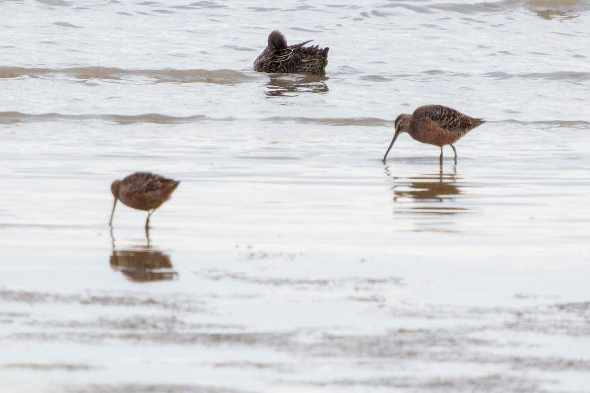 Long-billed Dowitcher - ML568220221