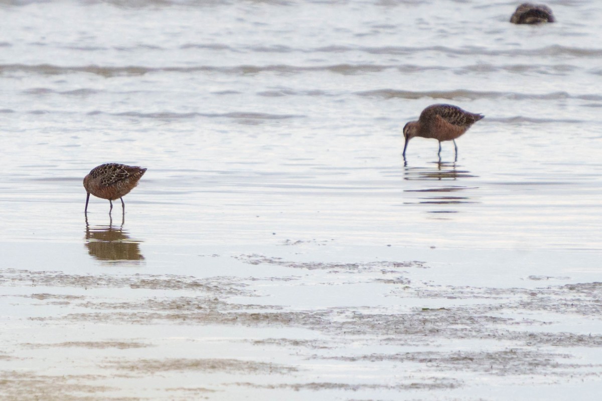 Long-billed Dowitcher - ML568220231
