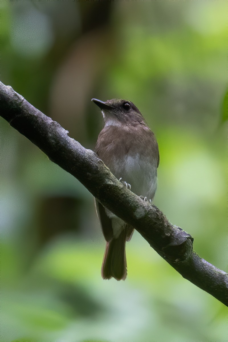 Negros Jungle Flycatcher - ML568220811