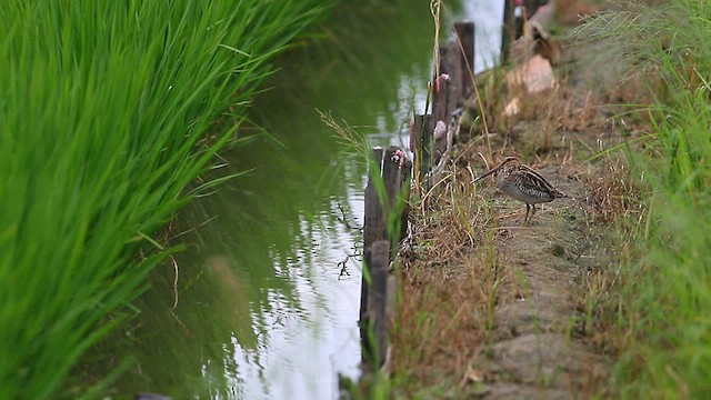 Gallinago sp. - ML568220901