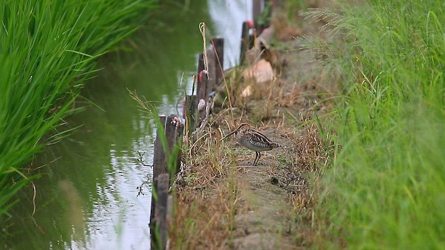 Gallinago sp. - ML568220911