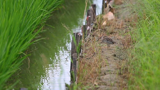 Gallinago sp. - ML568220921