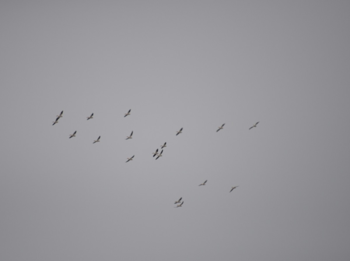 American White Pelican - ML56822141