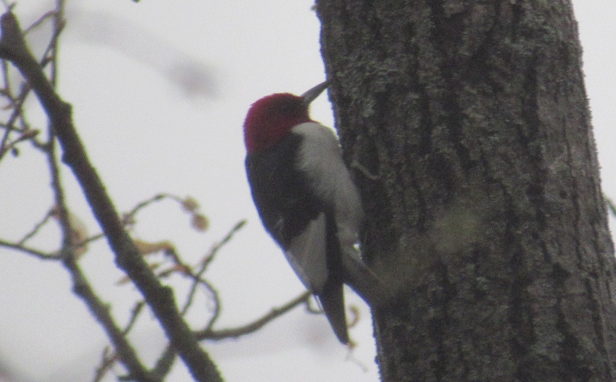 Red-headed Woodpecker - Andrew Wolfgang