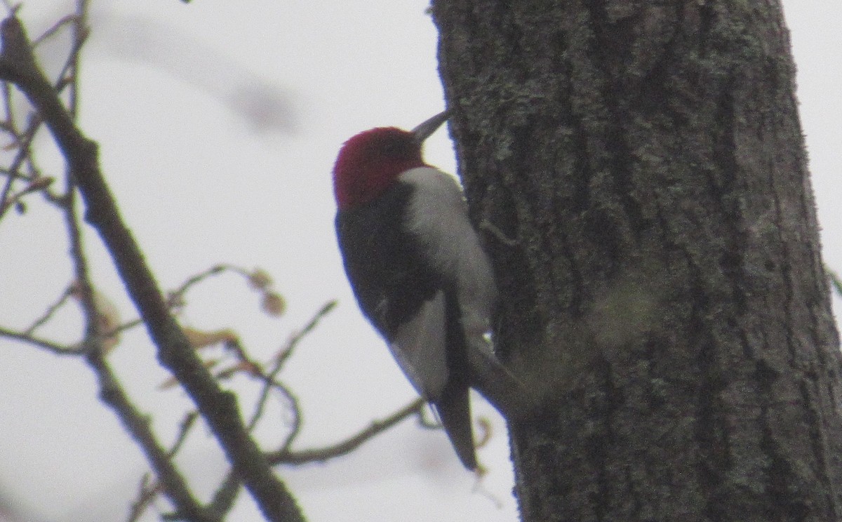 Pic à tête rouge - ML568221431