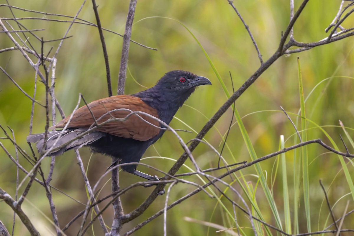 Greater Coucal - ML568221691