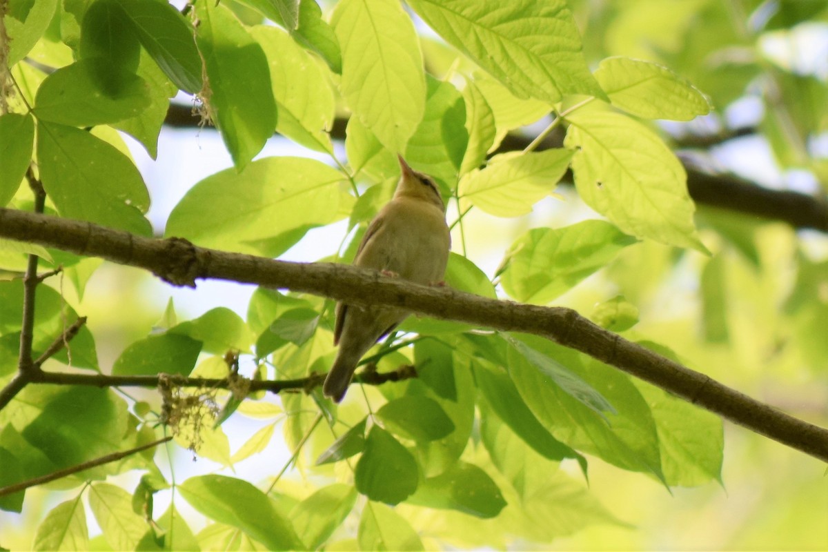 Worm-eating Warbler - ML568222351