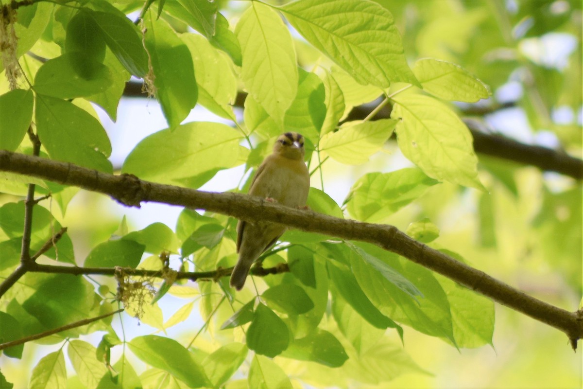 Worm-eating Warbler - ML568222851