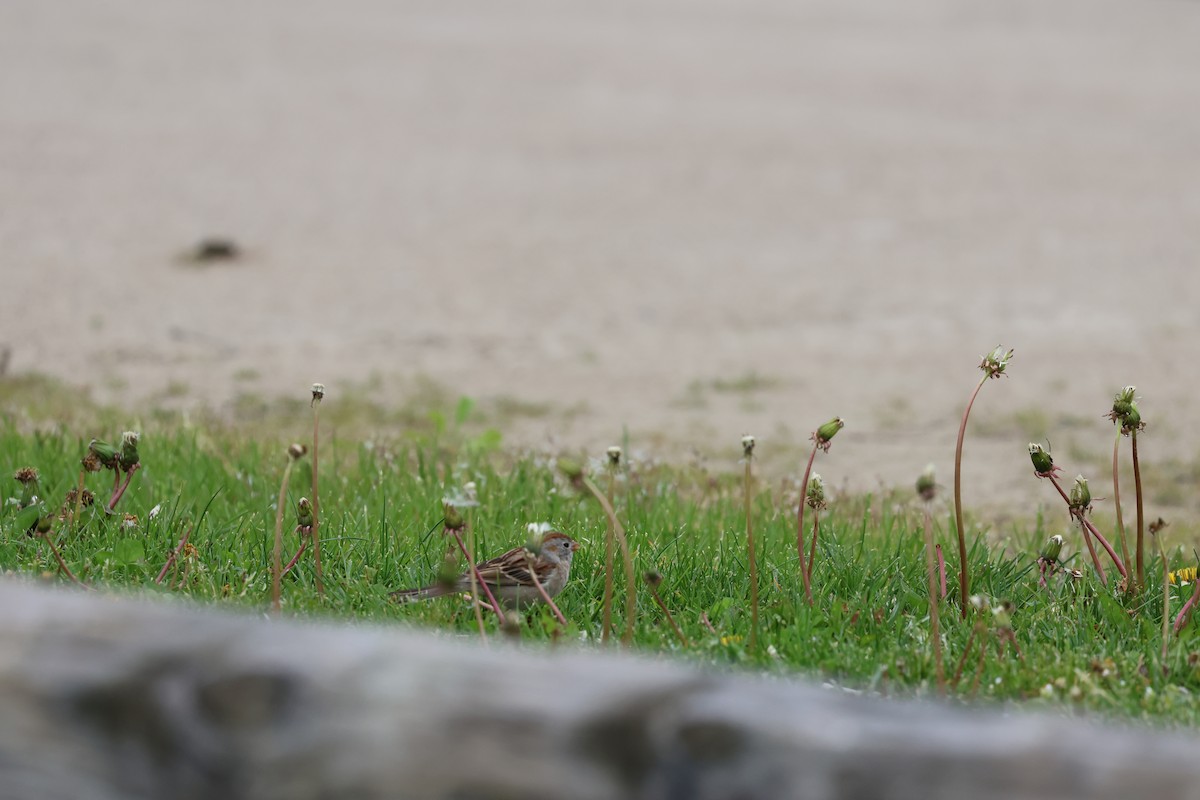 Field Sparrow - ML568223541