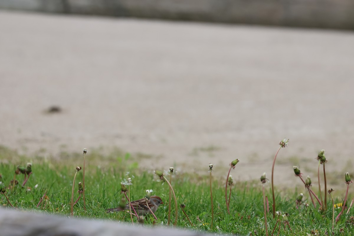 Field Sparrow - ML568223761