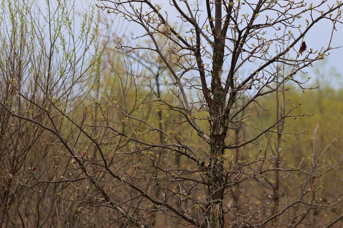 Field Sparrow - ML568223791