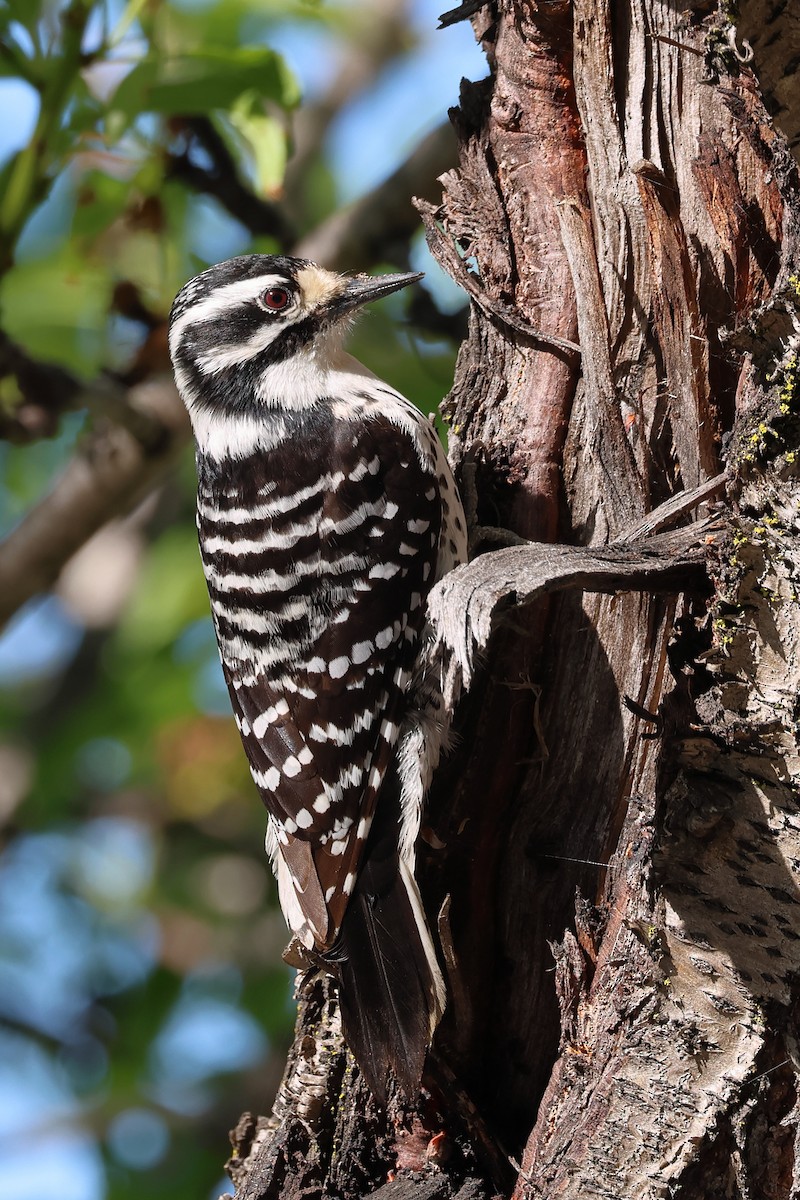 Nuttall's Woodpecker - ML568225271