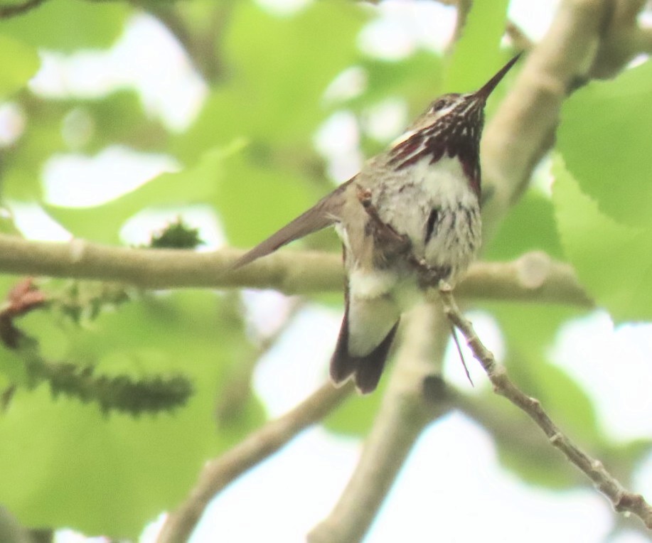 Calliope Hummingbird - ML568225591