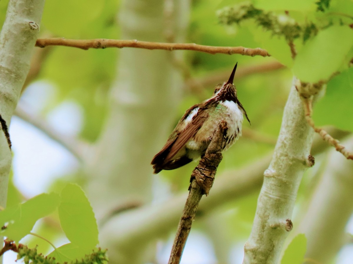 Calliope Hummingbird - ML568225601