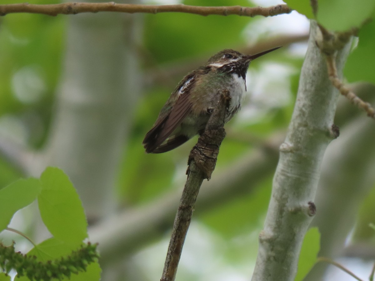 Calliope Hummingbird - ML568225611