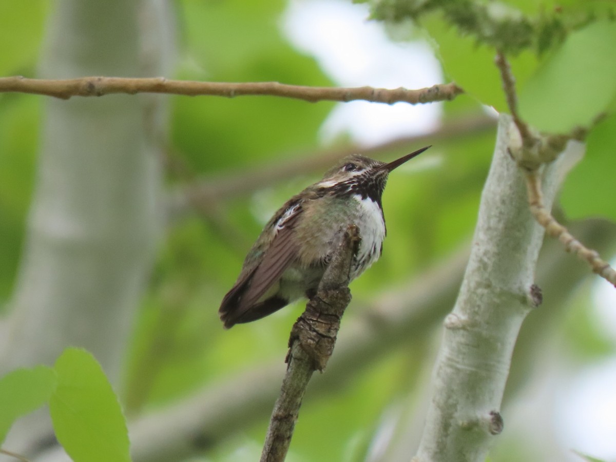 Calliope Hummingbird - ML568225621