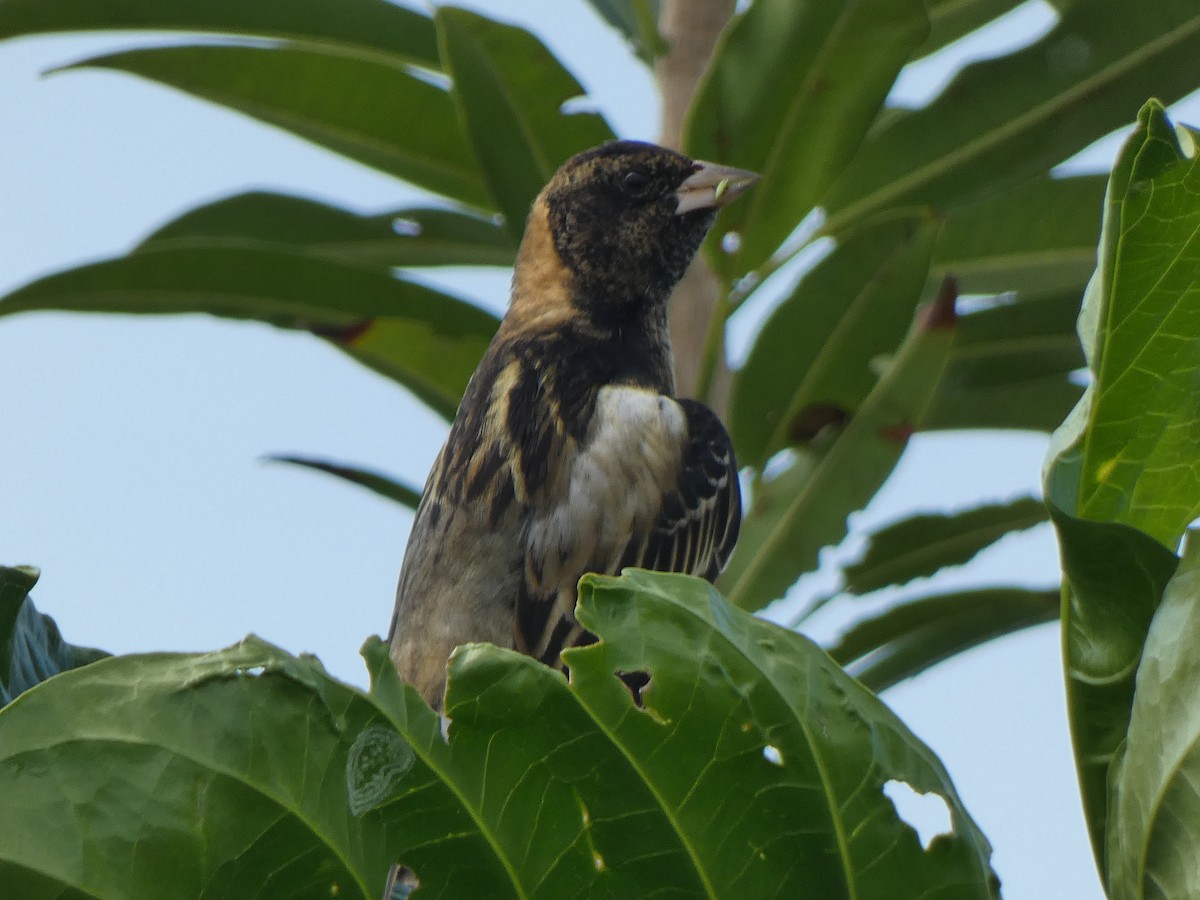 bobolink americký - ML568225661