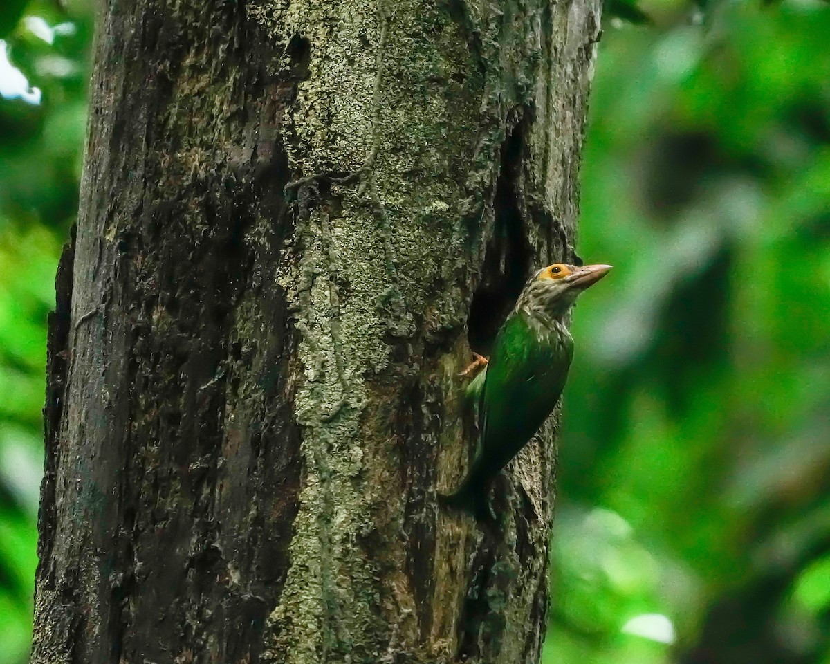 Lineated Barbet - ML568226261