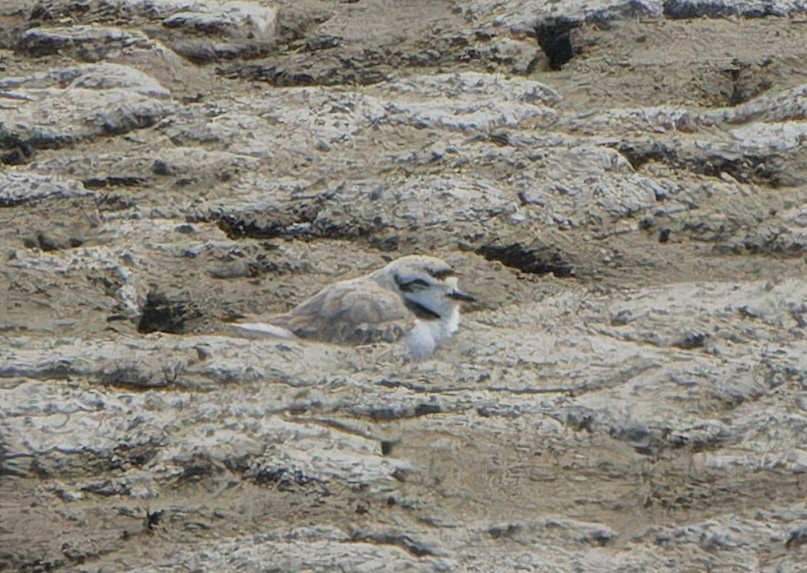 Snowy Plover - ML568226441