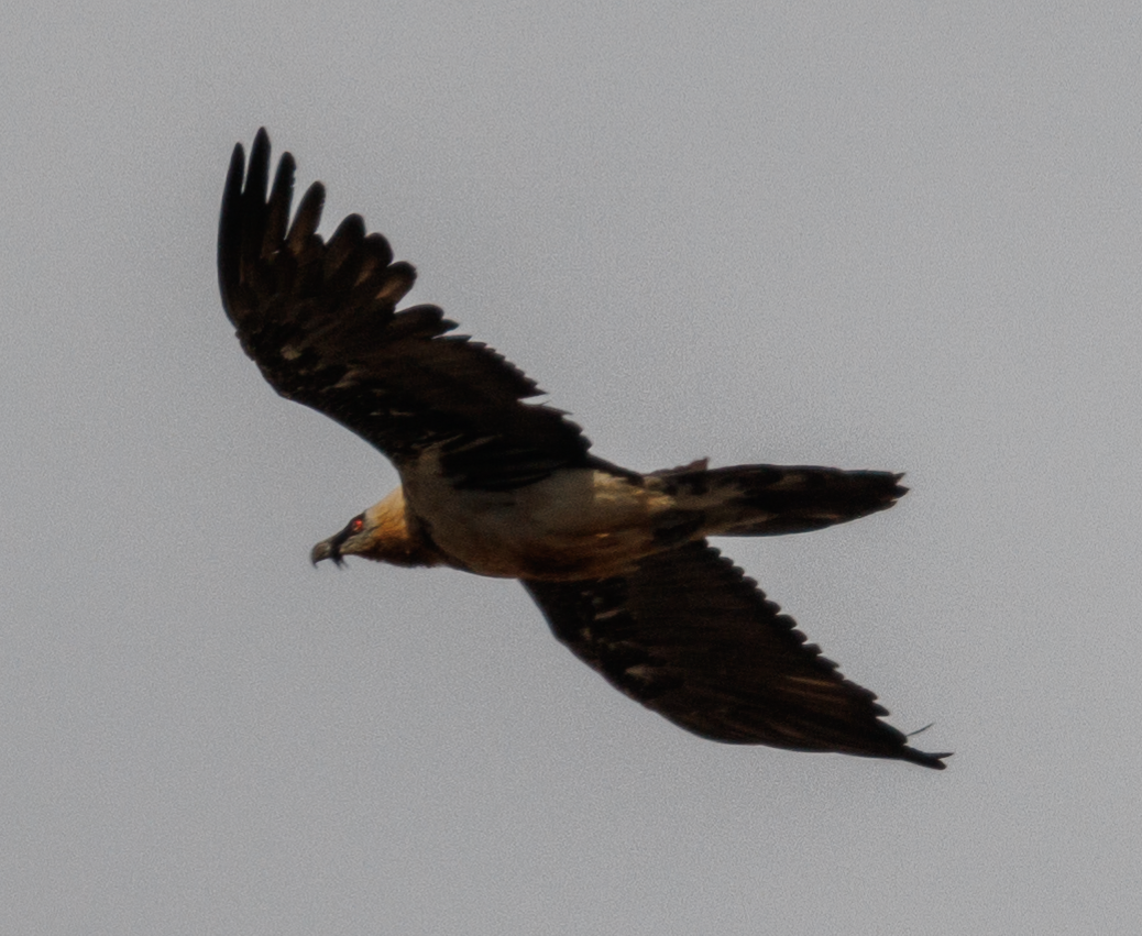 Bearded Vulture - ML568227301