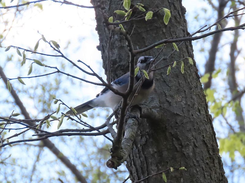 Blue Jay - ML568228241