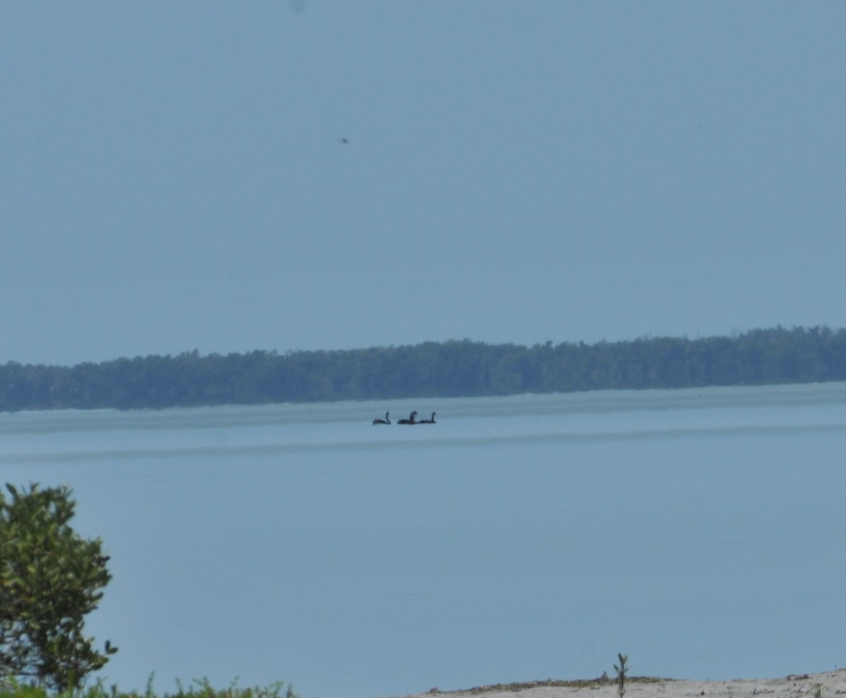 eBird Checklist - 1 May 2023 - Everglades NP--Snake Bight Trail - 31 ...