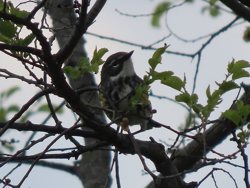 Yellow-rumped Warbler - ML568229321