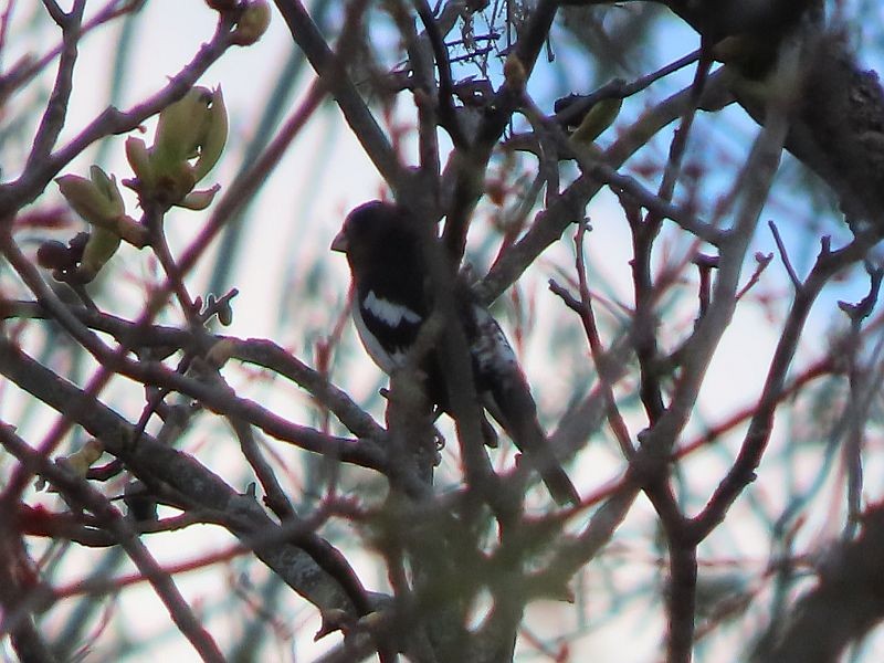 Rose-breasted Grosbeak - ML568229371