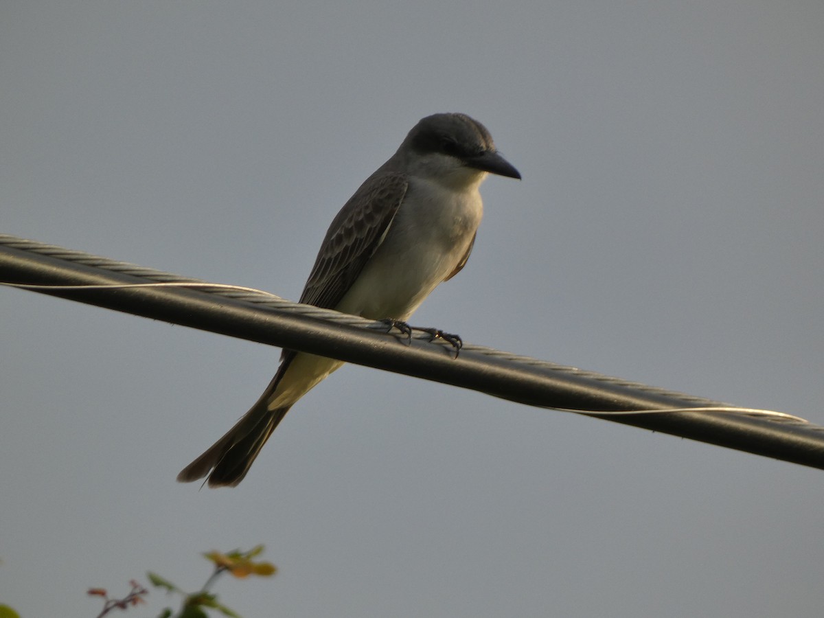 Gray Kingbird - ML568230781