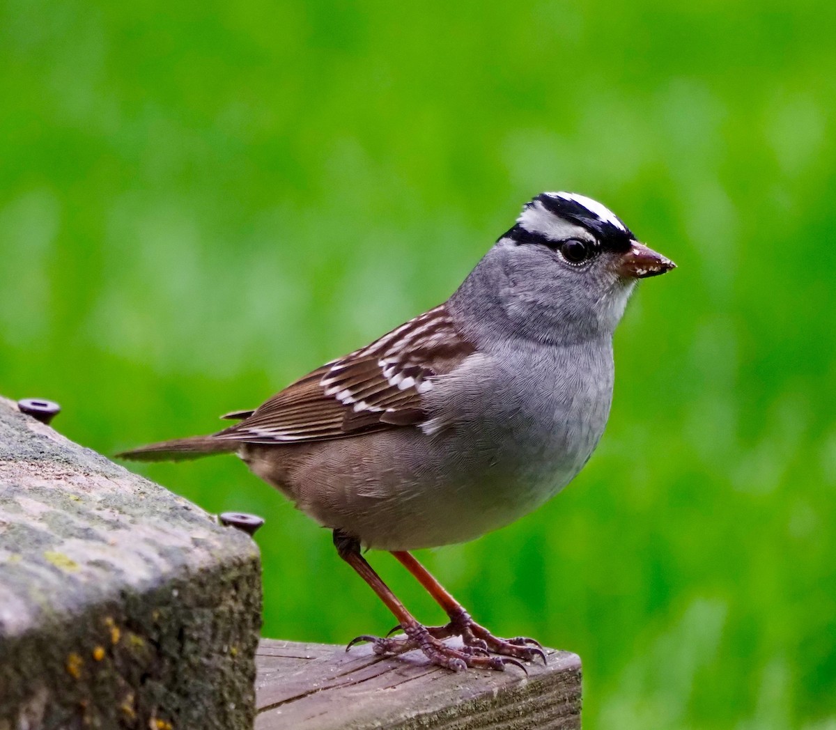 White-crowned Sparrow - ML568231631