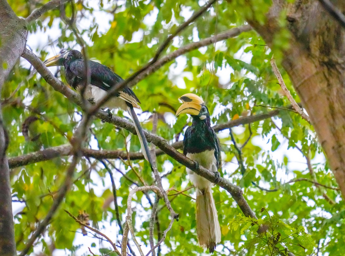 Oriental Pied-Hornbill - ML568232971