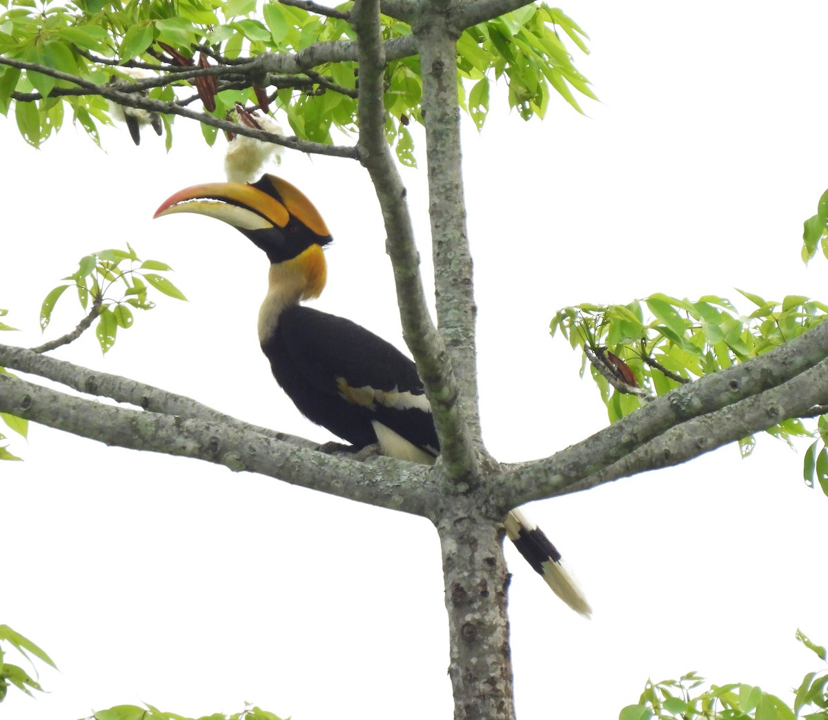 Great Hornbill - ML568233431