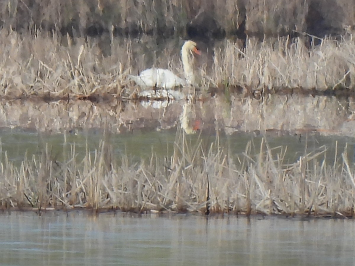 Mute Swan - ML568233501