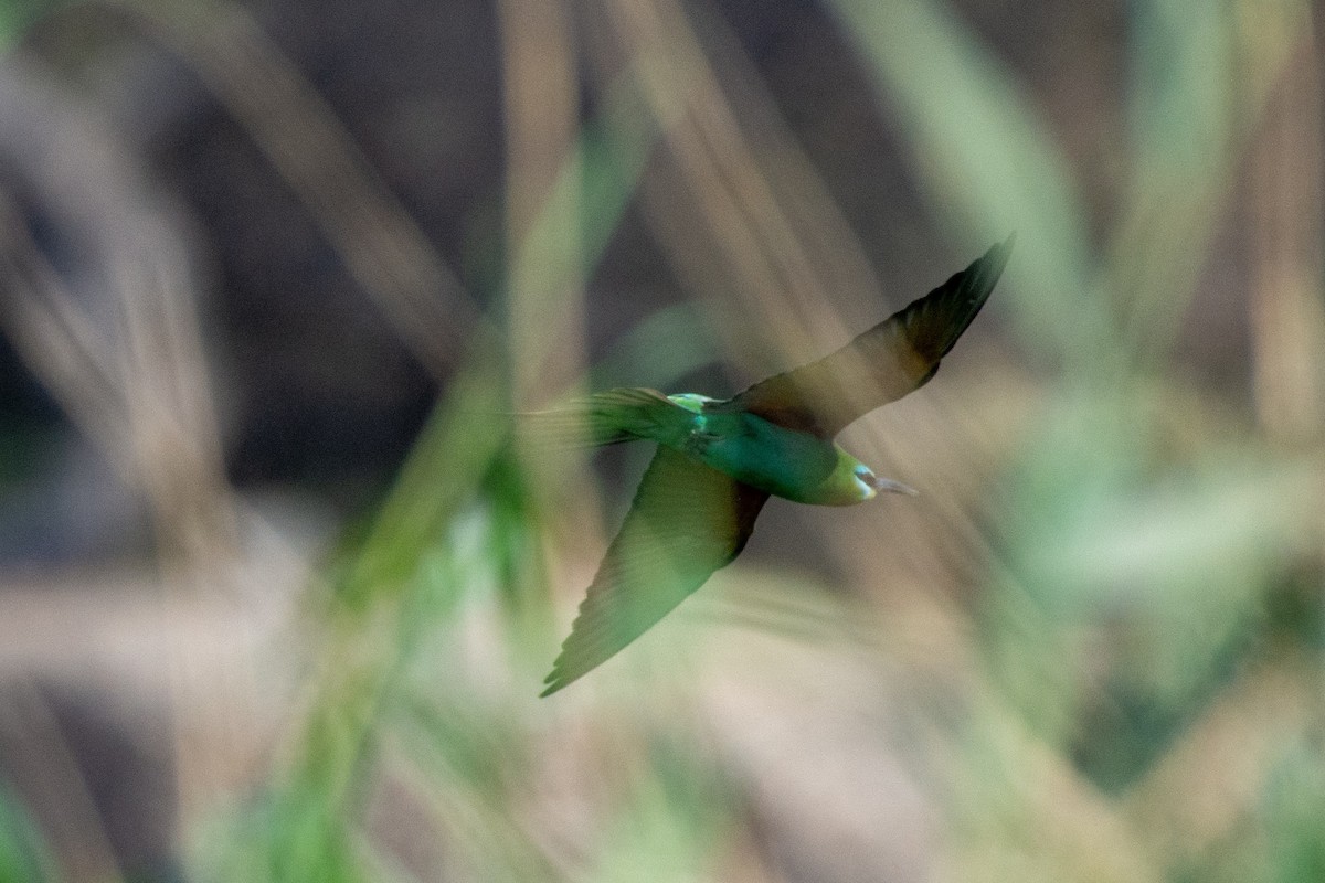 Blue-cheeked Bee-eater - ML568233521