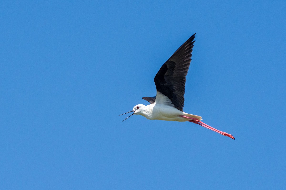 Black-winged Stilt - ML568233871