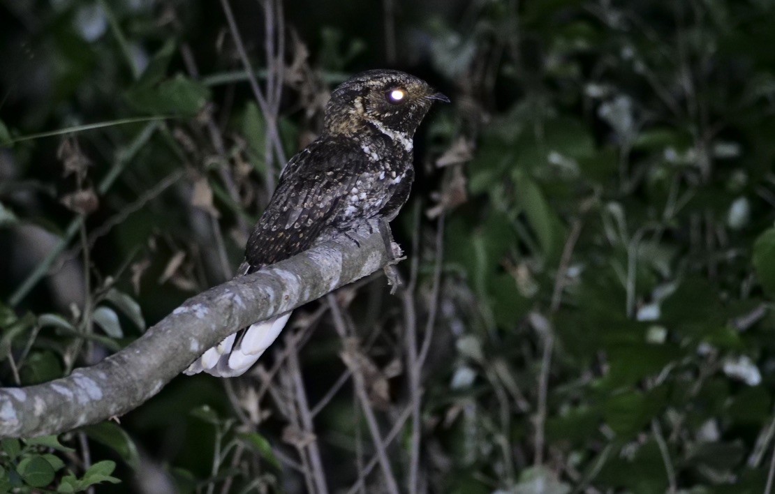 Tawny-collared Nightjar - ML568233941