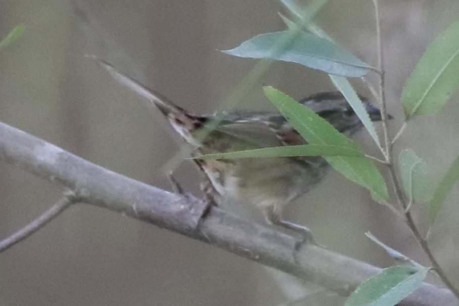 Swamp Sparrow - Matthew Tozer