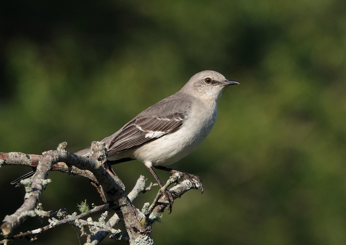 Northern Mockingbird - ML568235821