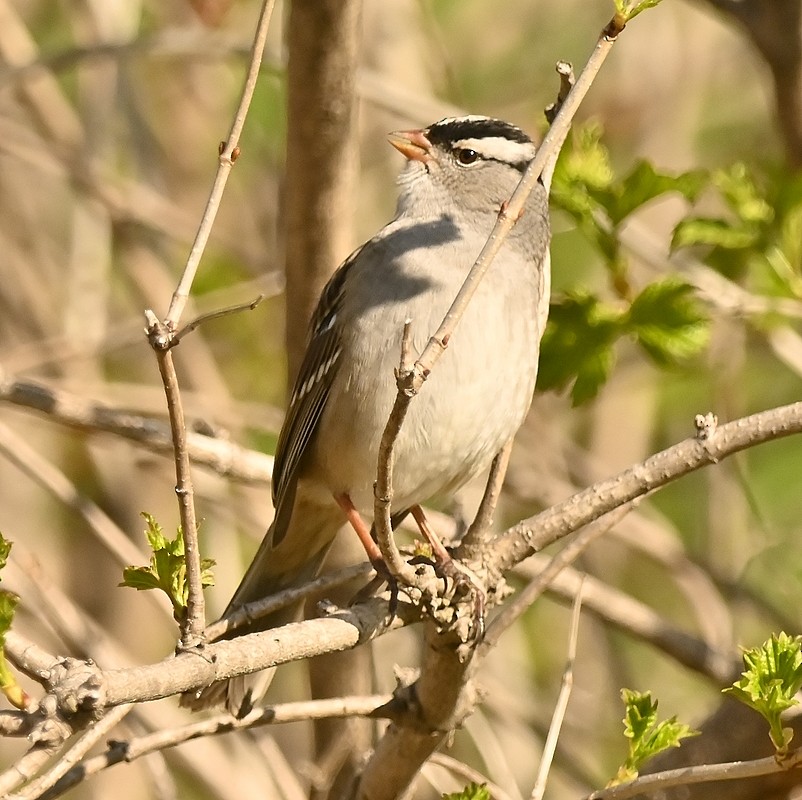 White-crowned Sparrow - Regis Fortin