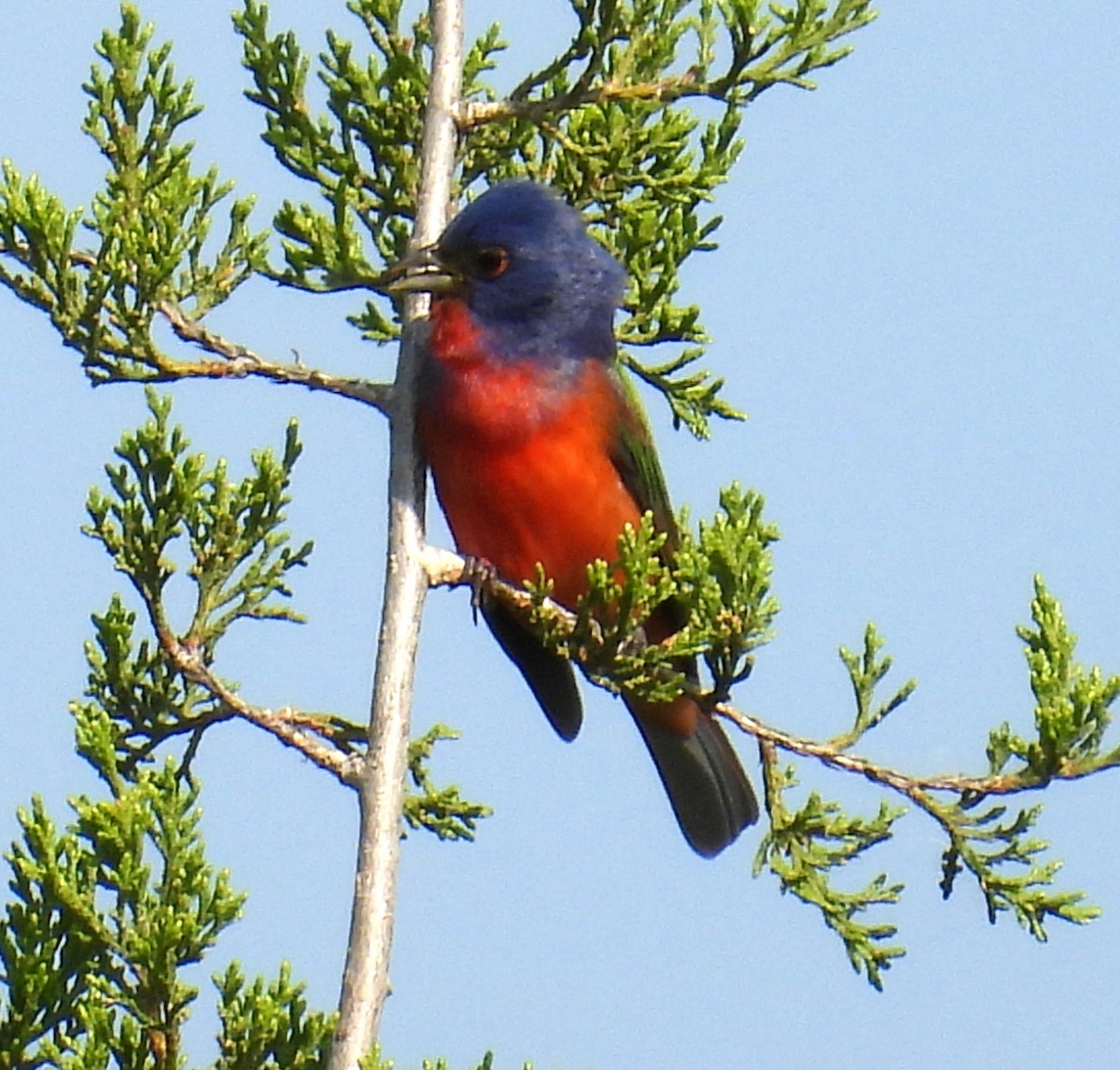 Painted Bunting - Karen Carbiener