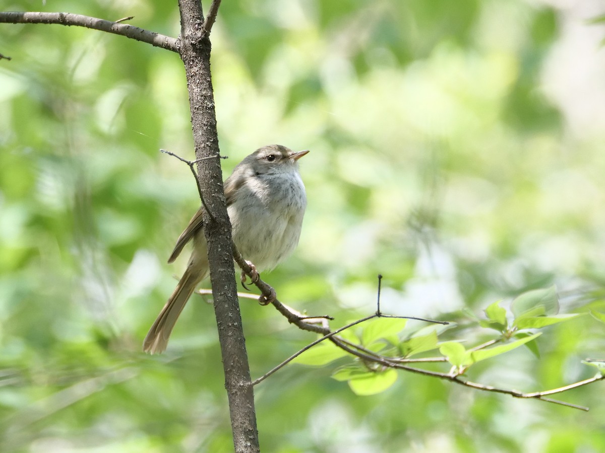 Japanese Bush Warbler - ML568237241