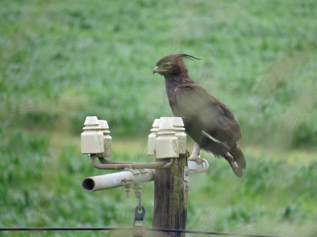 Long-crested Eagle - ML568237851