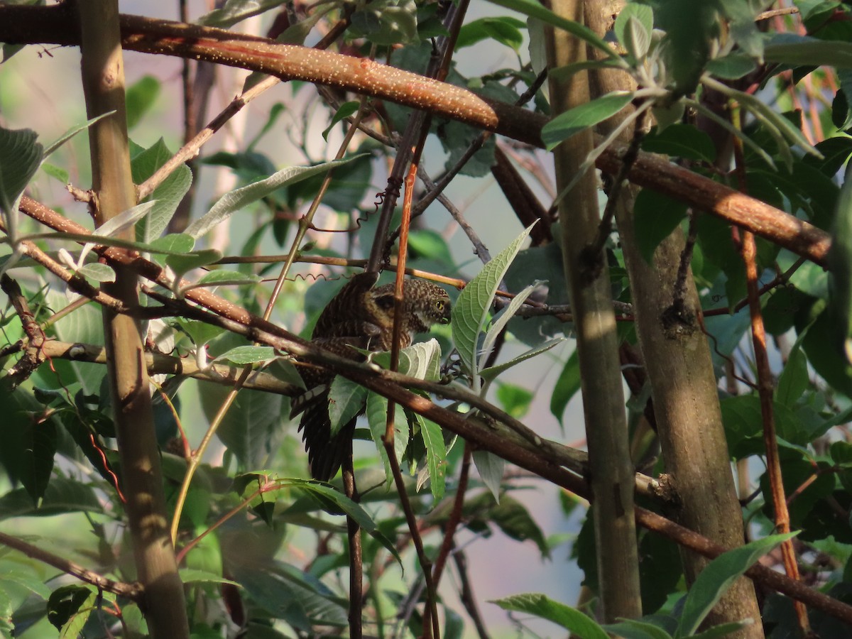 Collared Owlet - Mu-Ming Lin