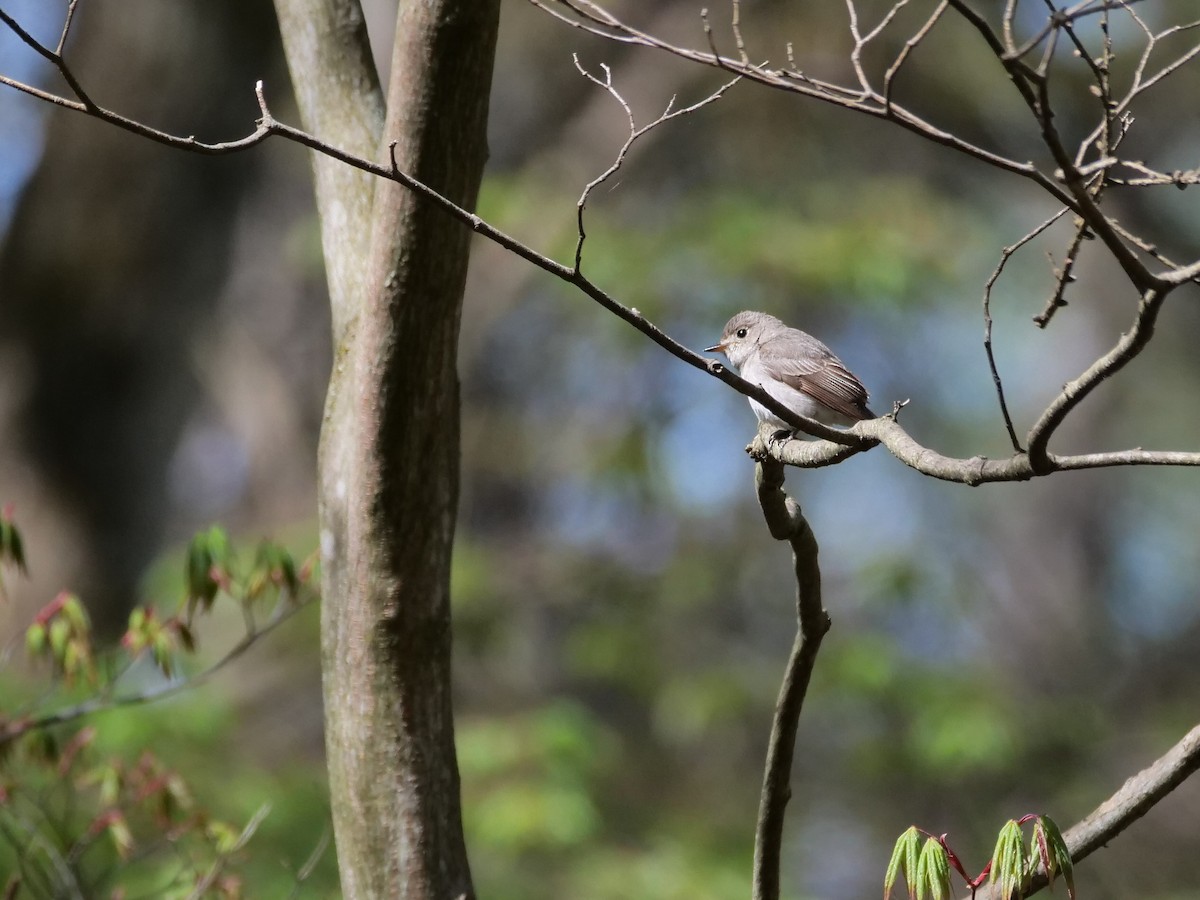 Asian Brown Flycatcher - Hiroyuki Tamura