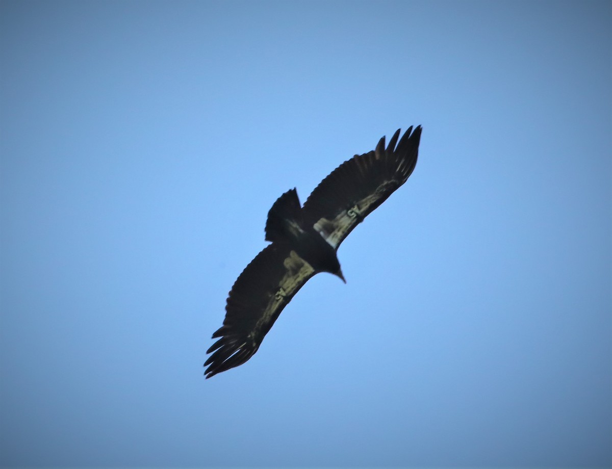 California Condor - Kerry Ross