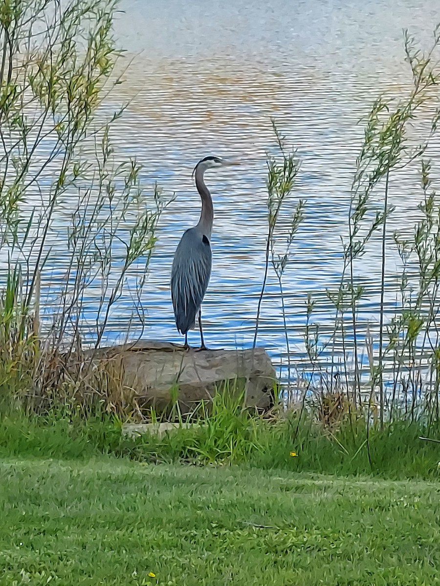 Great Blue Heron - ML568240841