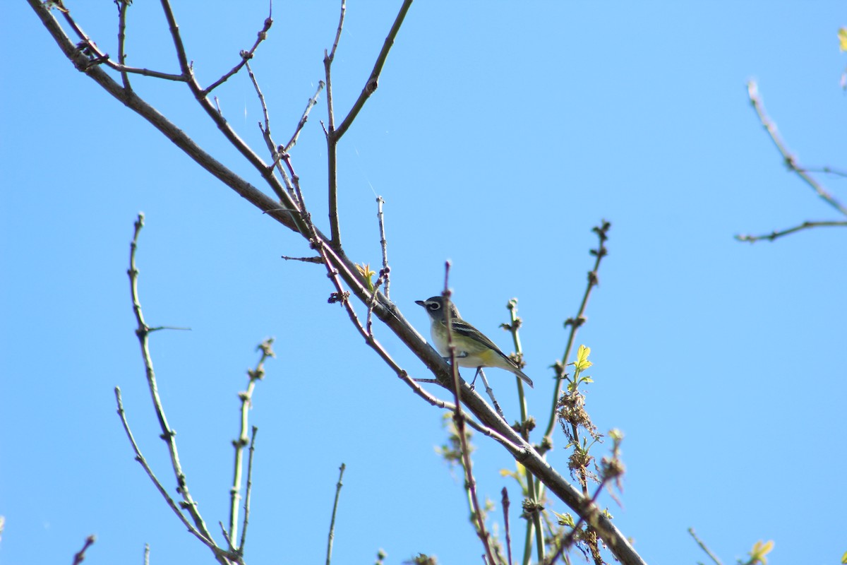 Blue-headed Vireo - ML568241151